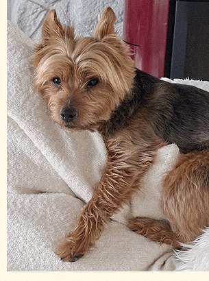 Jouki, le chien de Sarah